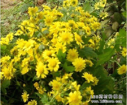 中药材菊花图片