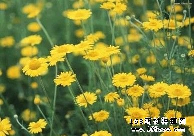 中药材菊花图片