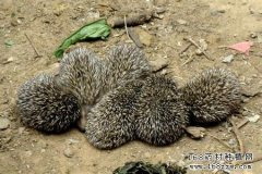 药用动物养殖项目：刺猬好养又赚钱
