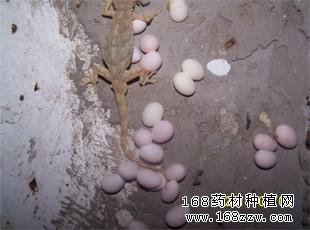 壁虎养殖图片