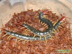 药用动物养殖项目：生态养殖蜈蚣 年赚五六十万
