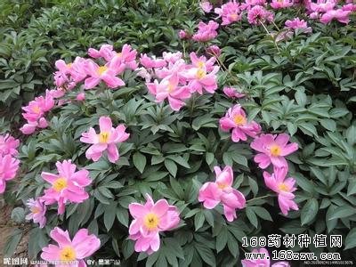 芍药种植图片