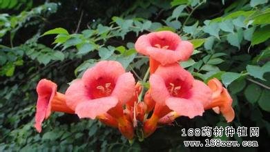 中药材凌霄花图片