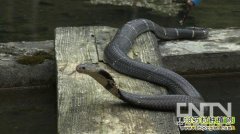 眼镜蛇养殖：重庆南川严凡利养毒蛇致富经视频