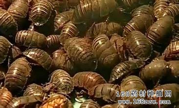 土元养殖图片
