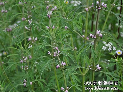 益母草图片