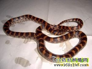 赤链蛇