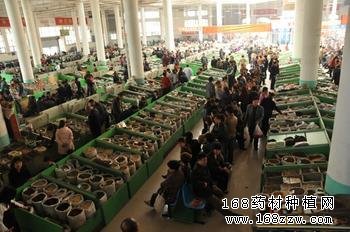 安国药材市场