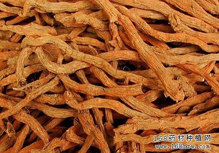 中药材丹参图片