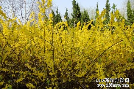 连翘图片