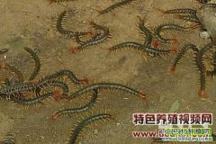 蜈蚣养殖视频：蔬菜大棚养殖蜈蚣技术视频