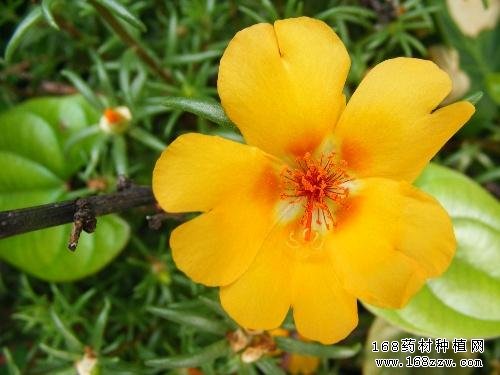 半支莲图片