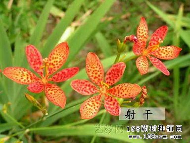 射干图片