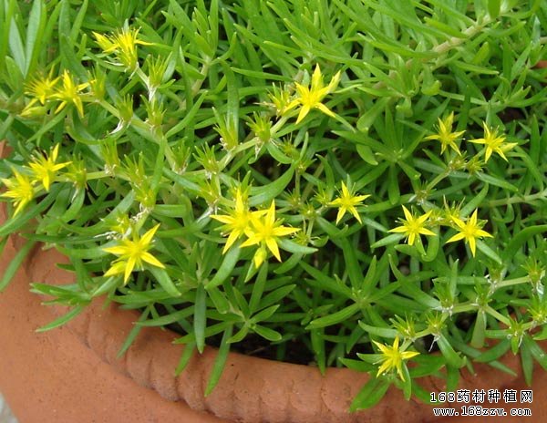垂盆草图片