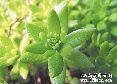 垂盆草图片