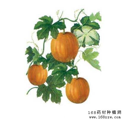 瓜蒌图片