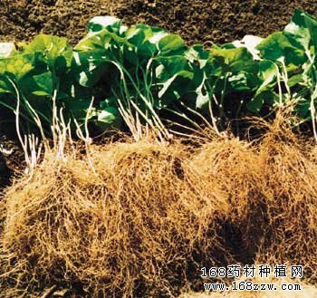 中药材辽细辛图片
