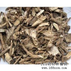中药材土牛膝图片