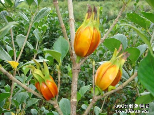 栀子图片