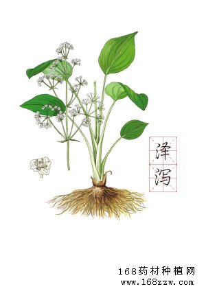 中药材泽泻图片
