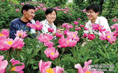 赤芍图片