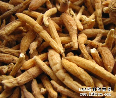中药材太子参图片
