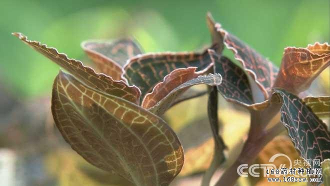 金线莲种植图片