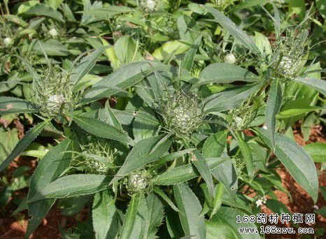 白术病害图片