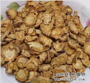 中药材防风图片