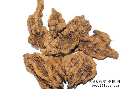 中药材黄连图片