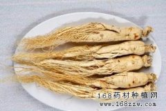 中药材人参图片