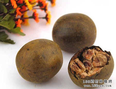 中药材罗汉果