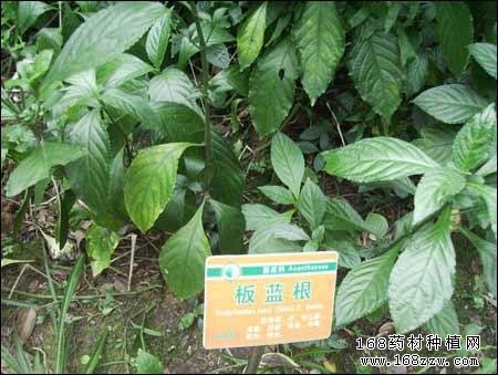 板蓝根图片