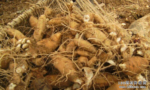 根茎类中药材图片