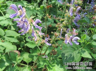 丹参种植赚钱