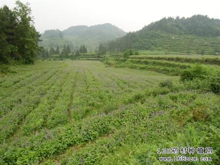 丹参种植基地