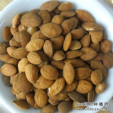 中药材桃仁图片