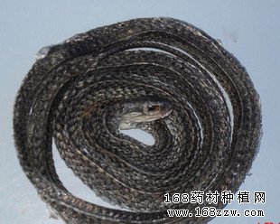 中药材乌梢蛇图片