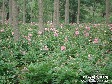 中药材种植基地