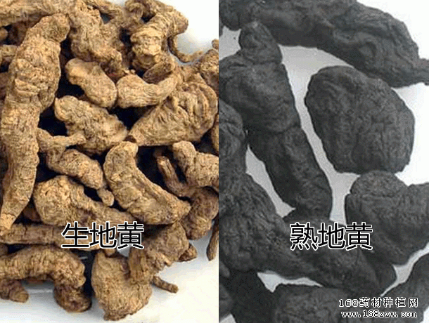 怎样鉴别生地黄和熟地黄