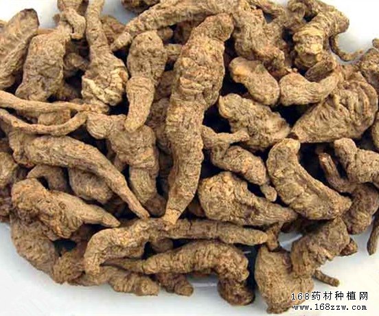 地黄图片