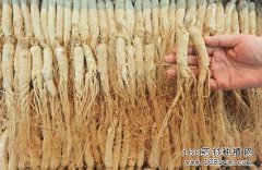 人参价格行情：人参产新进入尾声 行情恐继续下跌