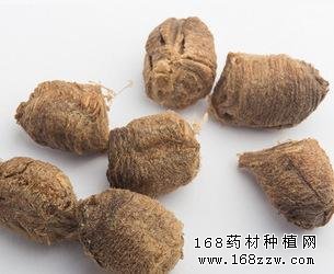 中药材桑螵蛸图片