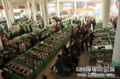 药市行情：11月10日广西玉林药材市场药材价格行情