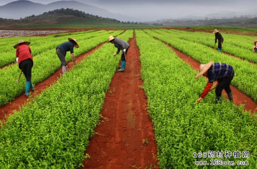 中药材种植