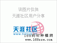 车前子图片