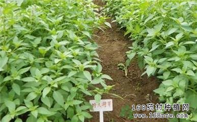 荆芥图片