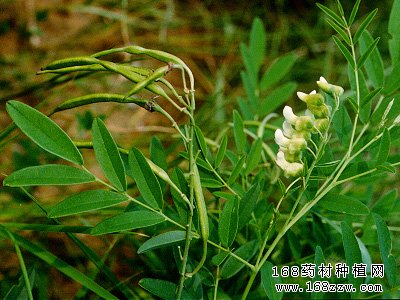 中药材苦参