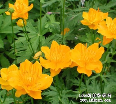 中药材金莲花图片