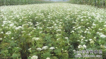 辽藁本图片